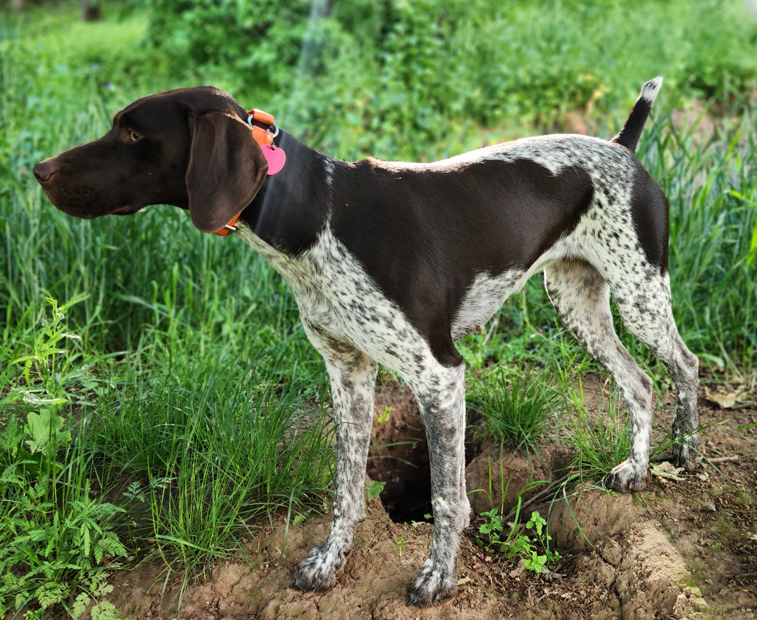 Sydney's First Litter